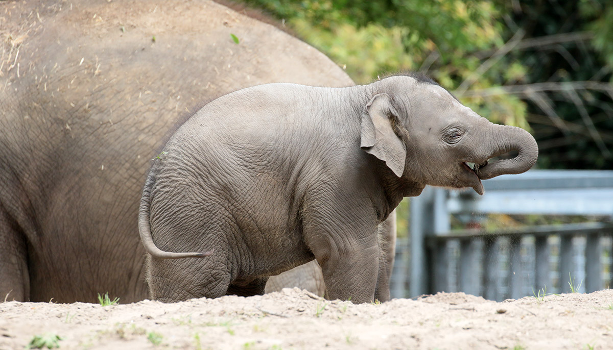 Aziatische olifant - Blijdorp